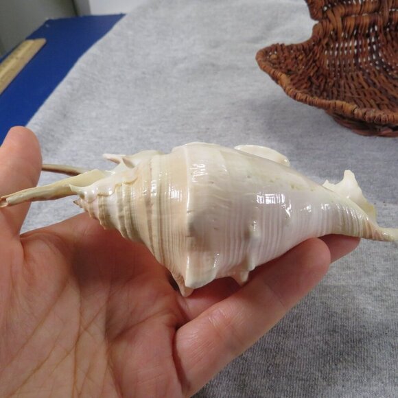 Wicker Basket Clam Shell & Spider Conch Sea Shell - Picture 13 of 13